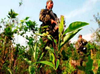 EEUU dice que cultivo y producción de cocaína en Colombia se redujo pero sigue siendo elevada
