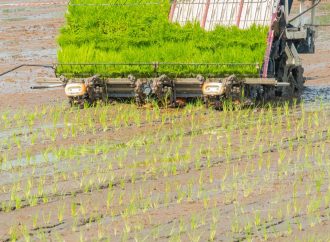 Proyecto de investigación en trasplante de arroz busca hacer más competitivos a los pequeños arroceros huilenses